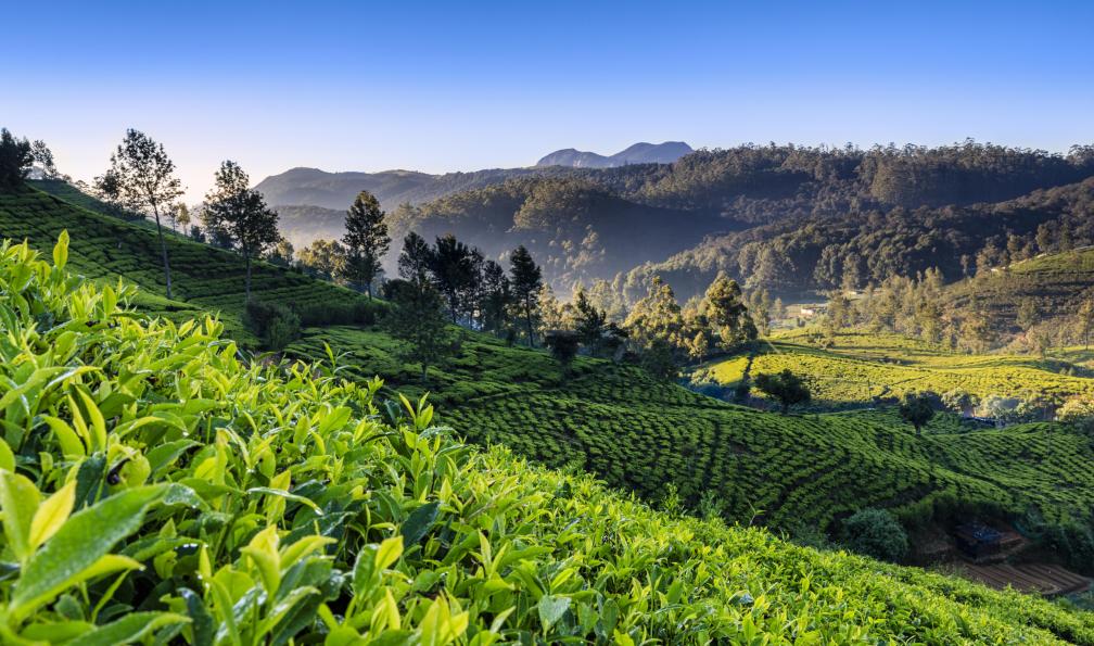 Bartosz Hadyniak - istock - Tôt le matin dans les plantations de thé de Ceylan, Nuwara Eliya, Sri Lanka voyage trek sri lanka