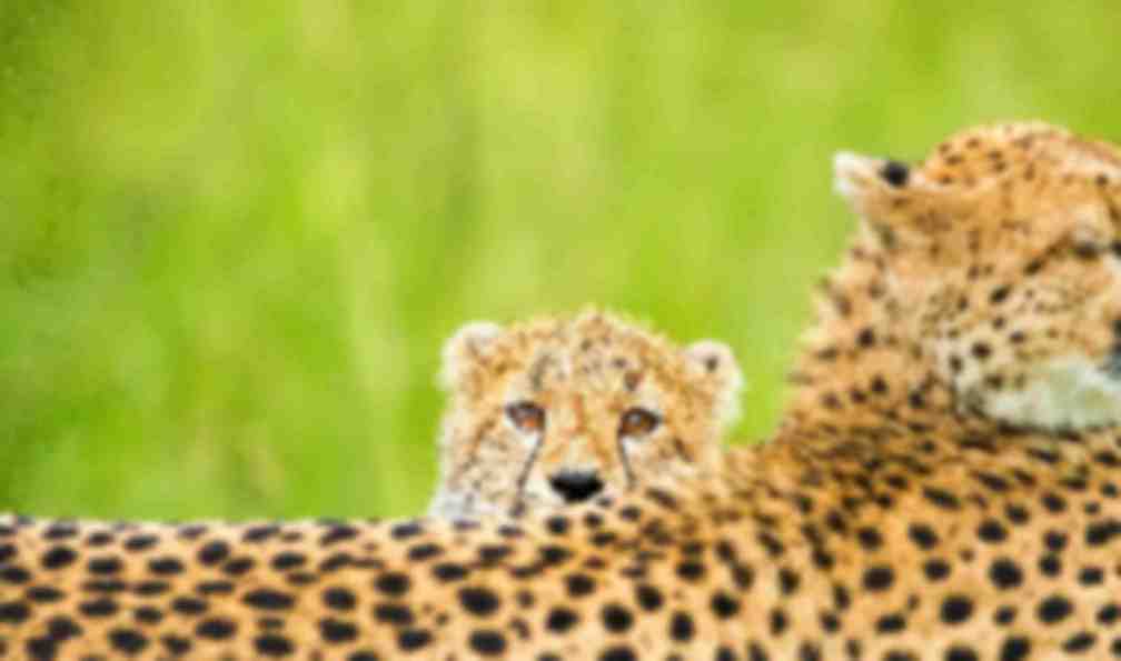 safari en famille