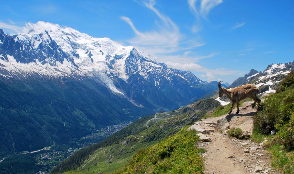 Barbibouille - Adobe stock 446473620 - Bouquetin sur un sentier du tour du Mont-Blanc, Alpes françaises - Le grand tour du Mont-Blanc alpes-francaises-trek-tour-du-mont-blanc