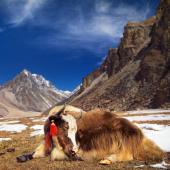 snow man trek