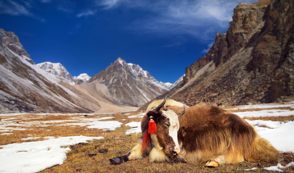 jankovoy - Istock - Yak dans les montagnes;Bhoutan - SNOW MAN TREK bhoutan-snow-man-trek