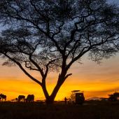 © ugurhan - istock - Safari en 4x4, Afrique safari tanzanie