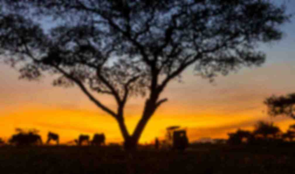 tanzanie-safari-tanzanie