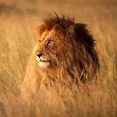 © WLDavies - Istock - Lion, Nature, Afrique, Faune sauvage, Paysage, safari. safari parcs kenya