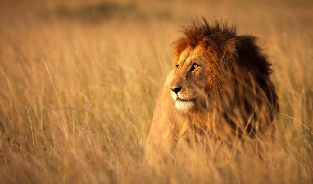 WLDavies - Istock - Lion, Nature, Afrique, Faune sauvage, Paysage, safari. - Big Five et plages de l'océan Indien kenya-safari-parcs-kenya