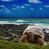© Istock - Tortue aquatique, îles Galapagos, Equateur. voyage galapagos