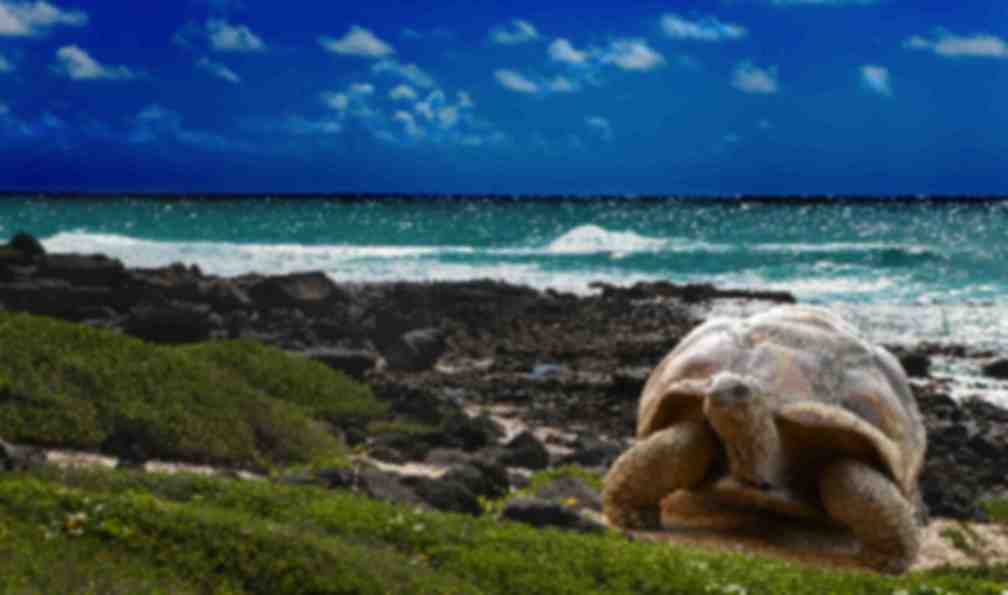 galapagos-voyage-galapagos