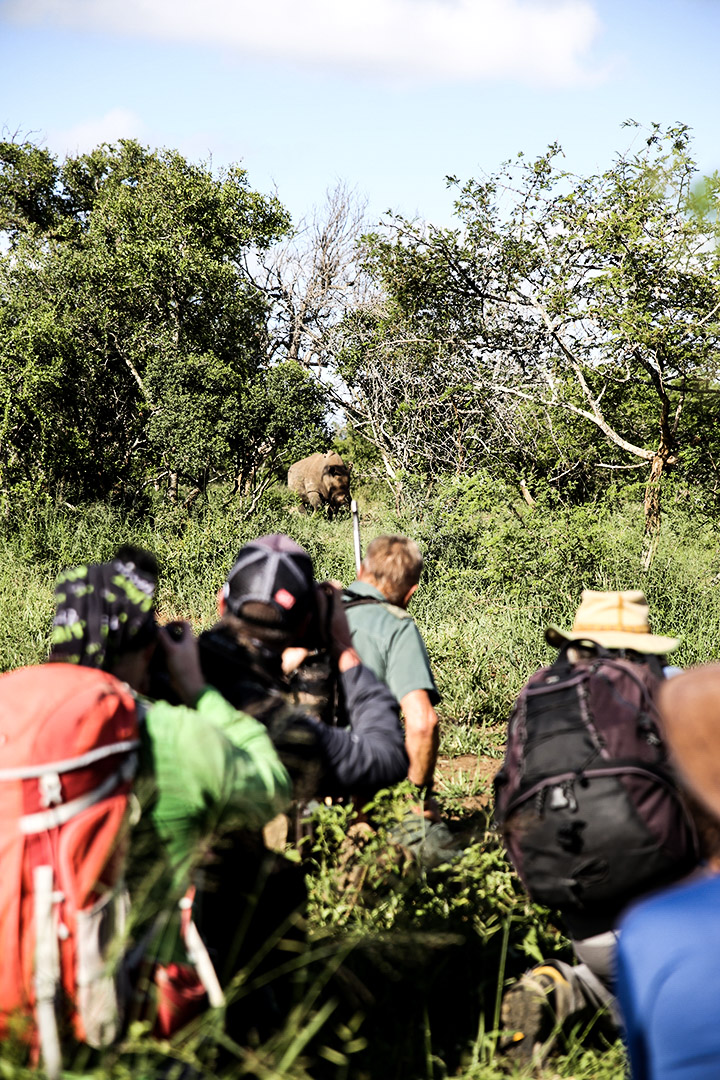 groupe safari rhinocéros