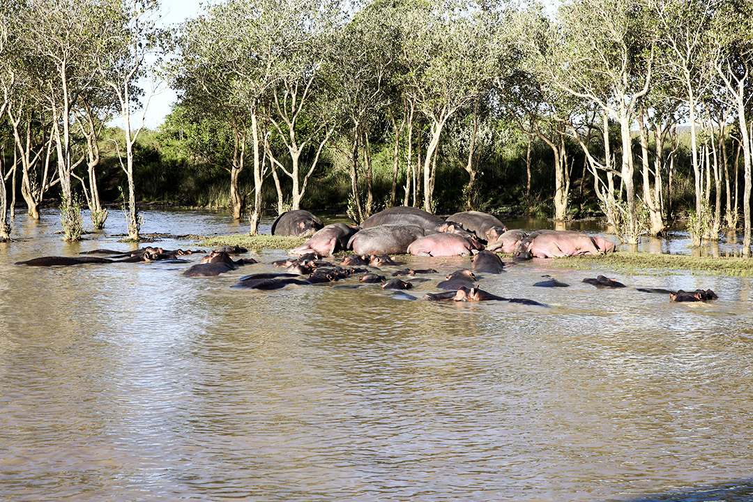 hippopotame afrique du sud