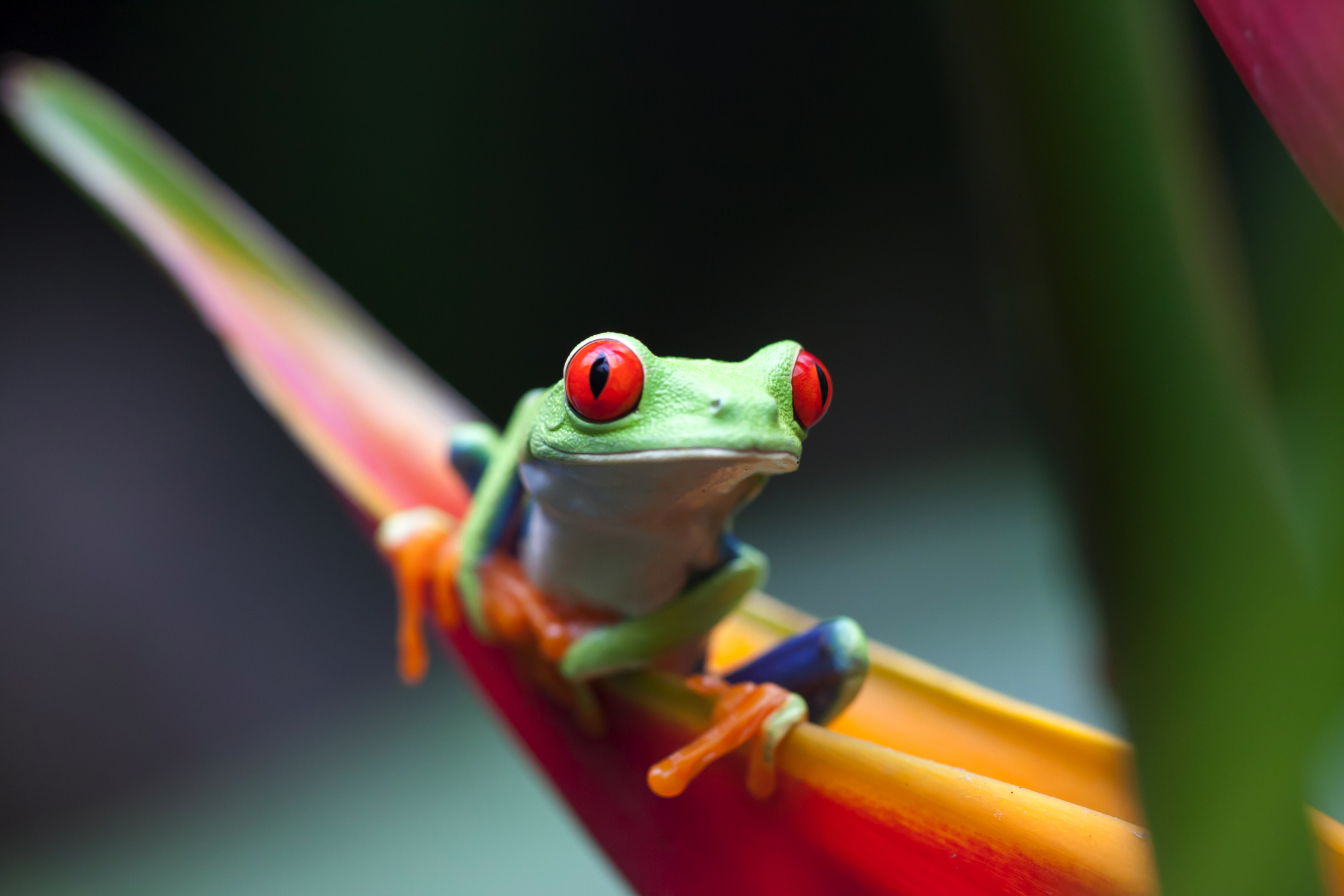 grenouille - Costa Rica