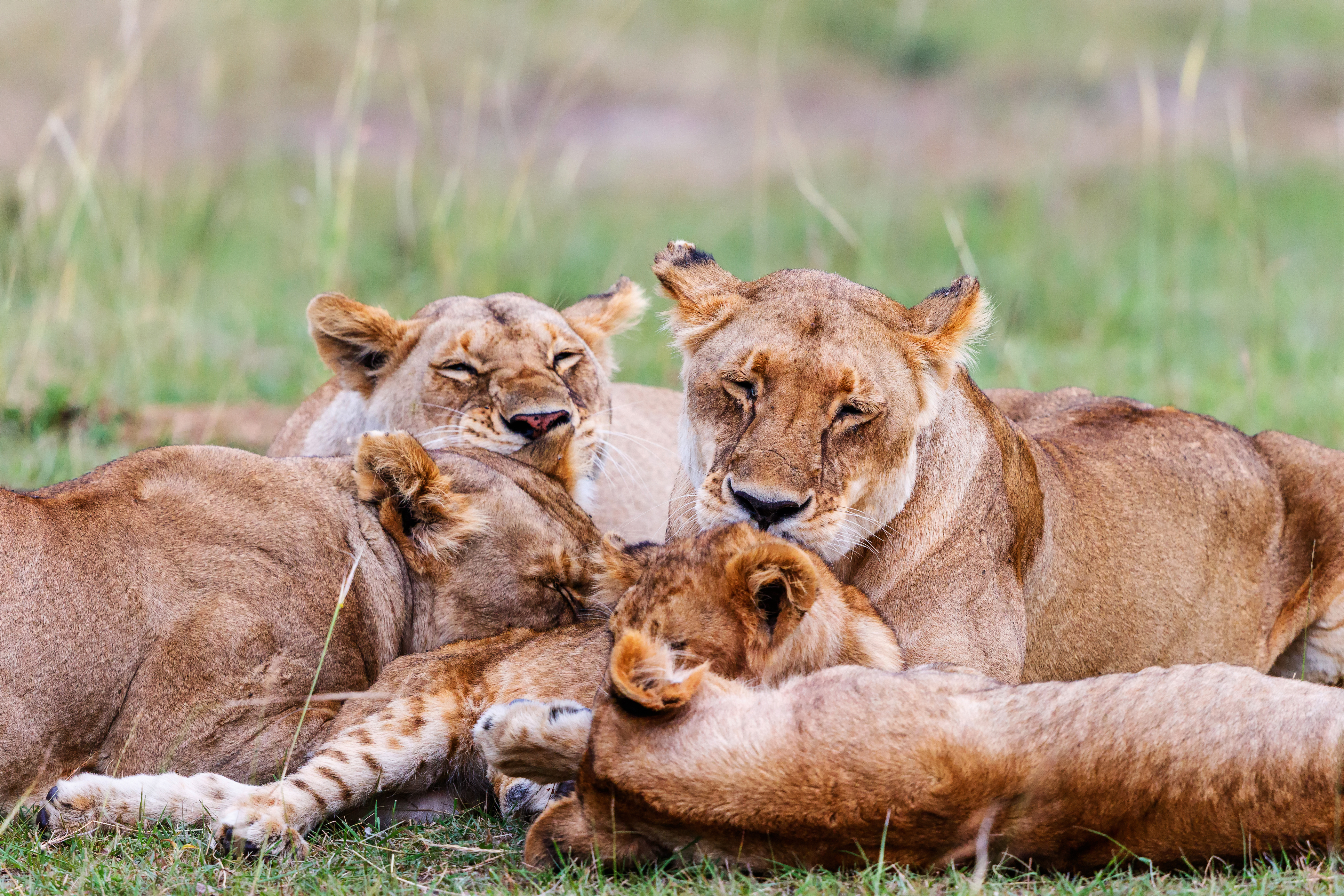 Lionnes, afrique du sud
