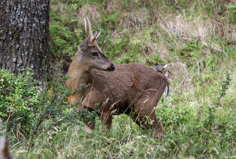 huemul