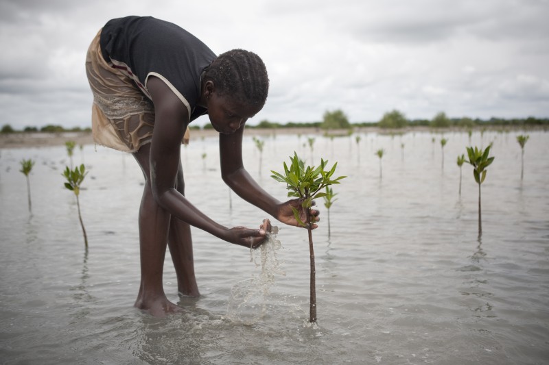 plantation mangrove Sénégal