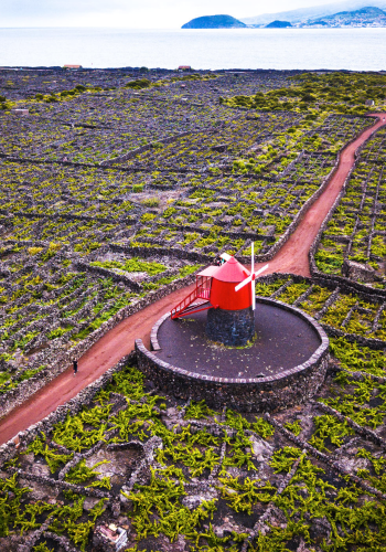 Vignes açores