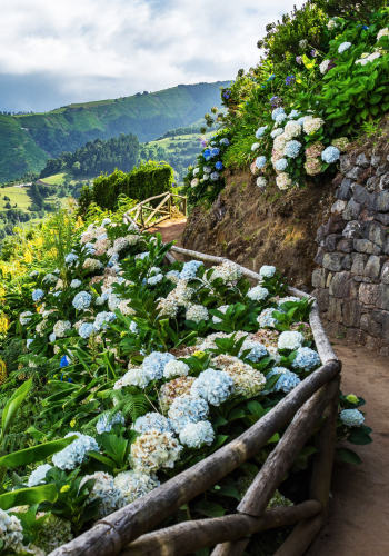 Hortensias açores