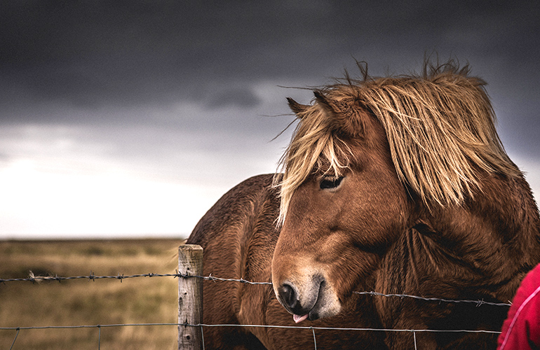 Islande cheval