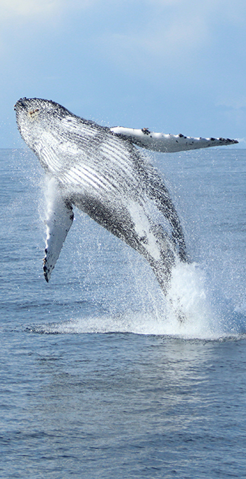 Islande baleine