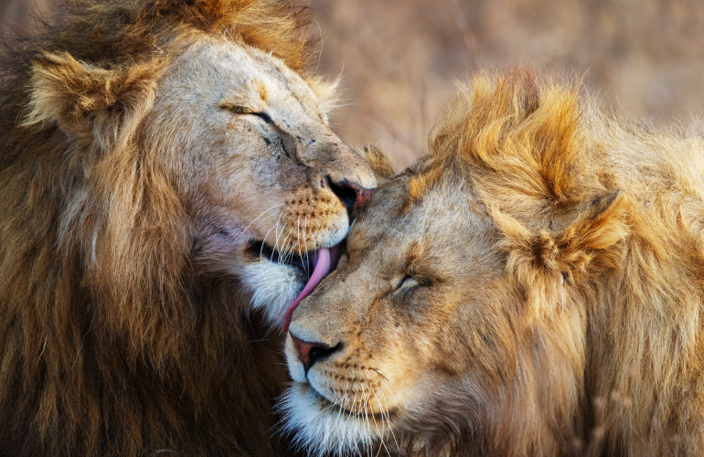 Lions safaris image de tête