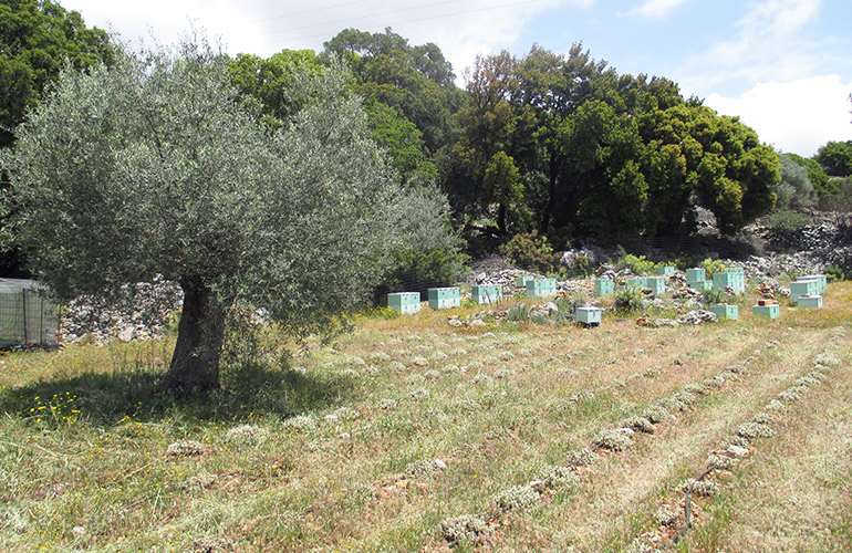 Crète ferme Anopolis