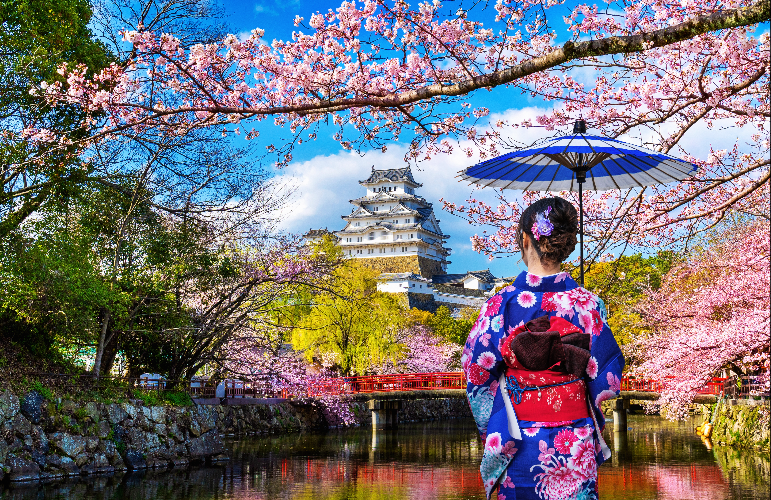 Japonaise sous les cerisiers en fleurs