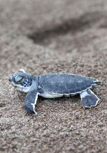 Tortue