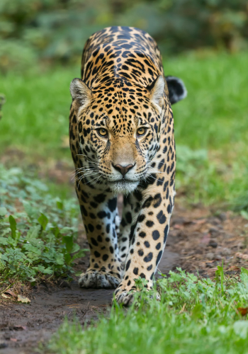 Jaguar