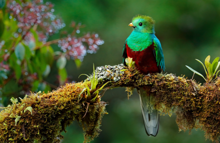 Quetzel Costa Rica