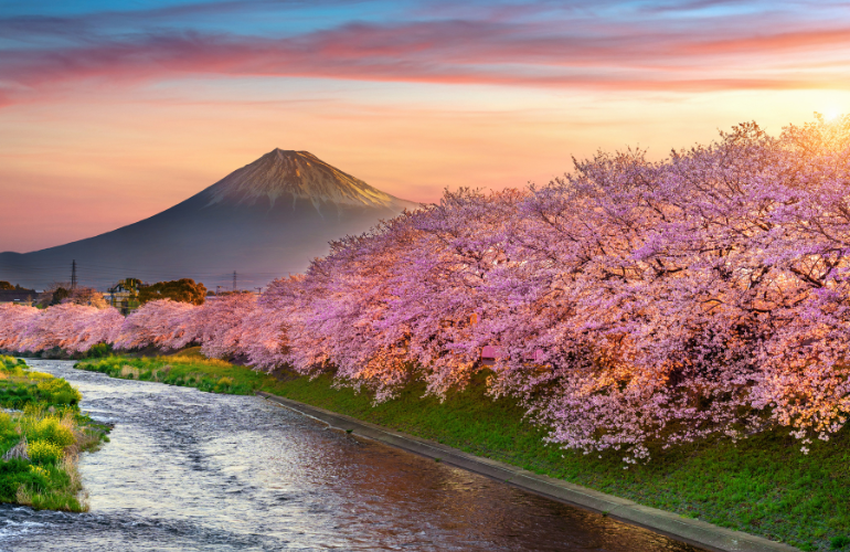 Mont Fuji Fleurs de cerisier
