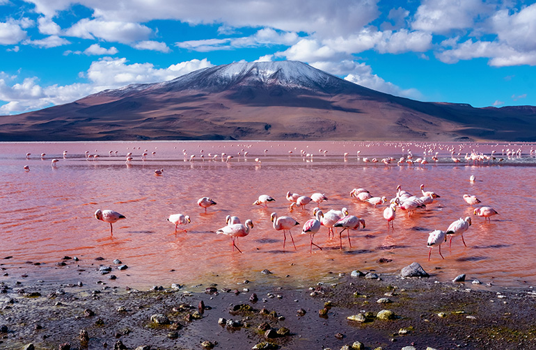 Laguna colorada Bolivie