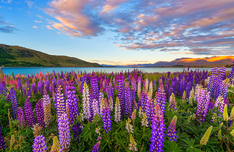 Lac Tekapo, Nouvelle-Zelande
