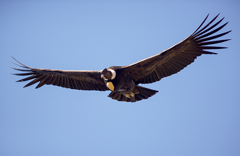 Condor des Andes survolant la cordillère, Équateur