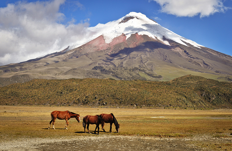 Chevaux devant le Cotopaxi, Équateur