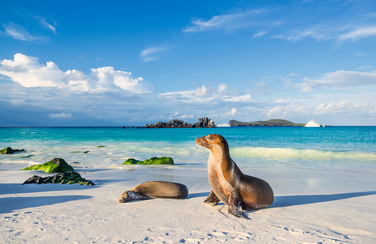 Lion de mer, Galapagos, Équateur