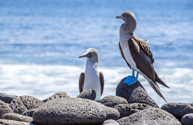 Paire de fous à pattes bleues sur les pierres de lave au bord de la mer, Île de North Seymour, Équateur