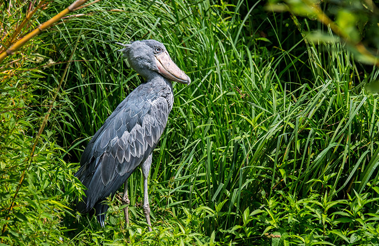 Oiseau Bec-en-sabot du nil, dans les marais, originaire de l'Afrique tropicale de l'Est - Egypte