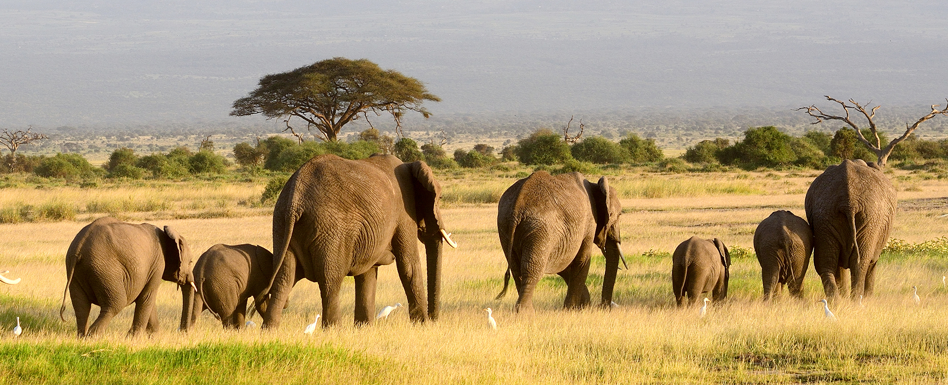 Elephant en deplacement dans la nature