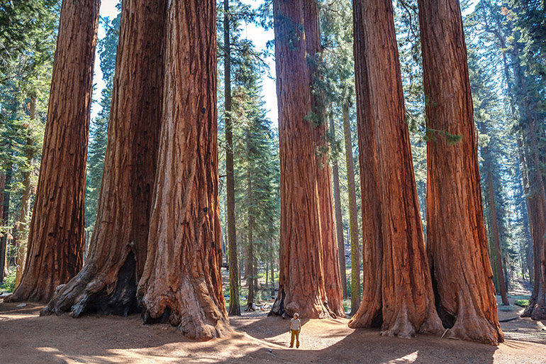 Parc de Sequoia, USA.