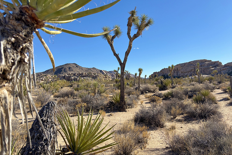 Joshua Tree, USA
