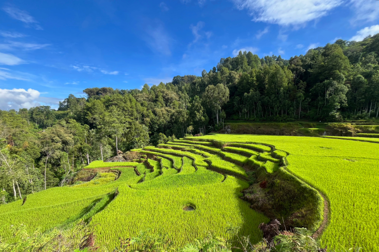 Rizière du pays de Toraja, Sulawesi, Indonésie