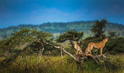 Menu - Activité - Safari