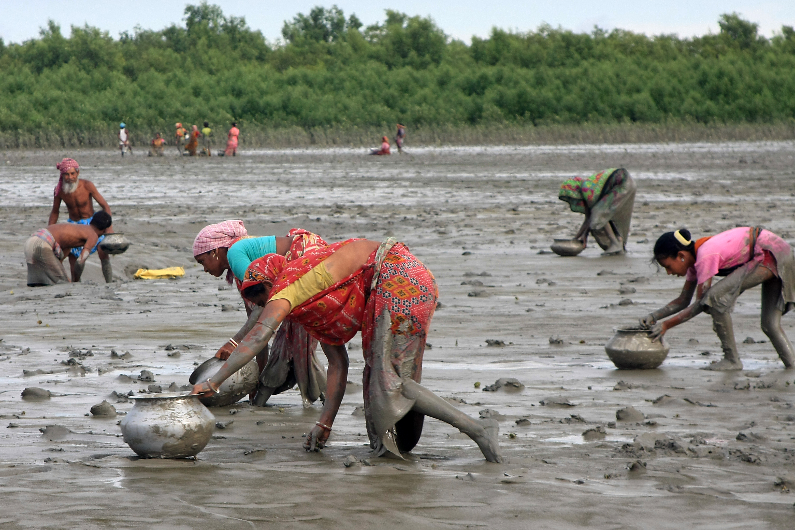 Sundarbans