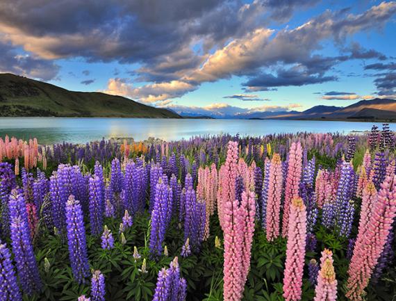 Lupins sur la rive du Lac Tekapo, Nouvelle Zélande.