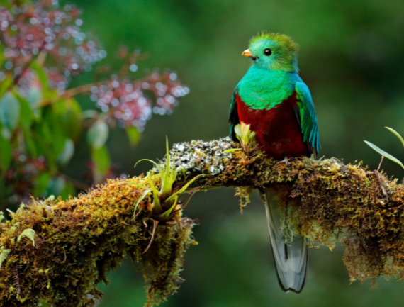 Oiseau, Quetzel, Costa Rica