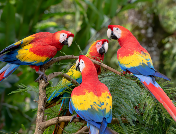 Ara rouge, Costa rica
