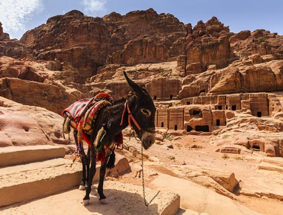 Âne devant la Cité de Pétra - Jordanie
