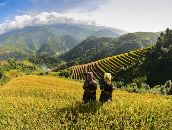 Rizières dans les hautes montagnes de la région de Sapa, Vietnam