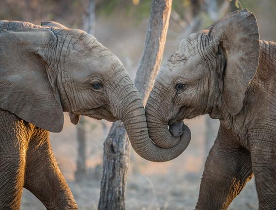 Eléphants jouant dans le Parc Kruger, Afrique du Sud