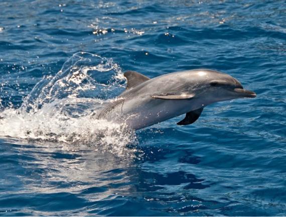 madère dauphin