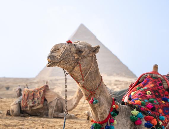 Dromadaire devant pyramide de Kheops
