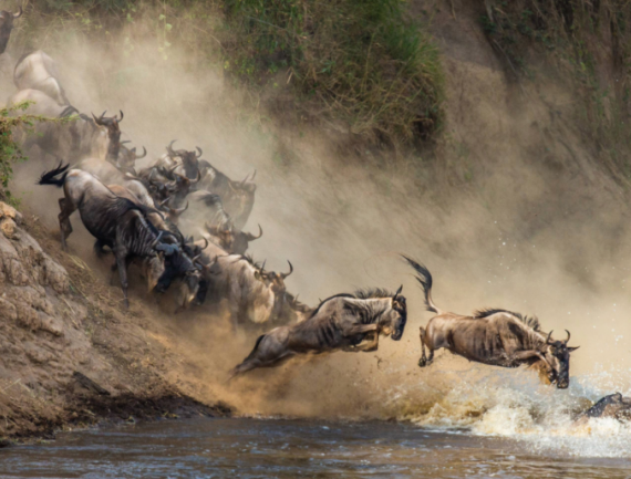 Des gnous traversent la rivière Mara pendant la grande migration, Parc national de Maasai Mara, zone de savane sauvage préservée entre le Kenya et la Tanzanie